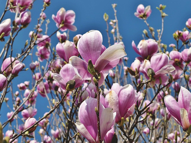 봄꽃 종류와 꽃말에 대해 알아보기
