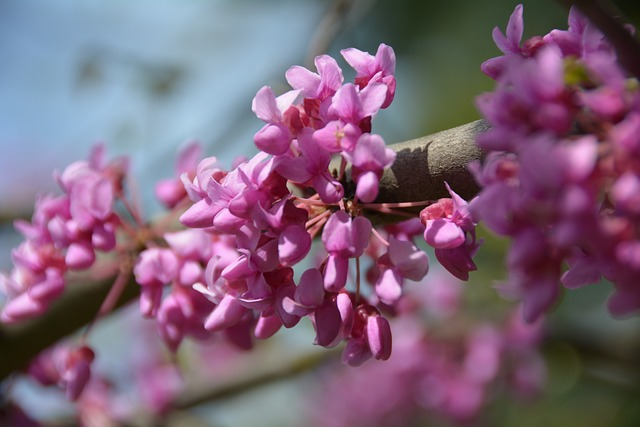 봄꽃 종류와 꽃말에 대해 알아보기