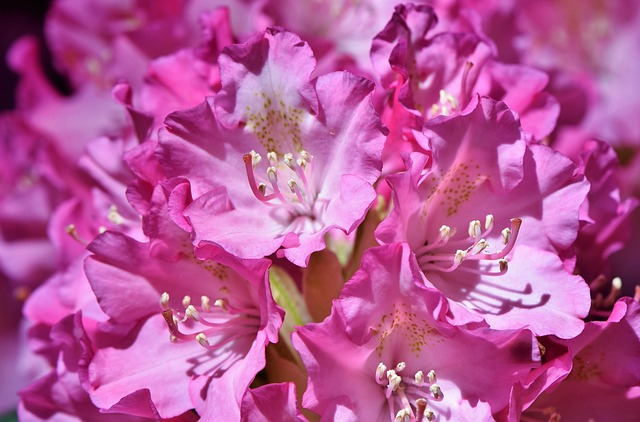 여름꽃 종류와 꽃말에 대해 알아보기