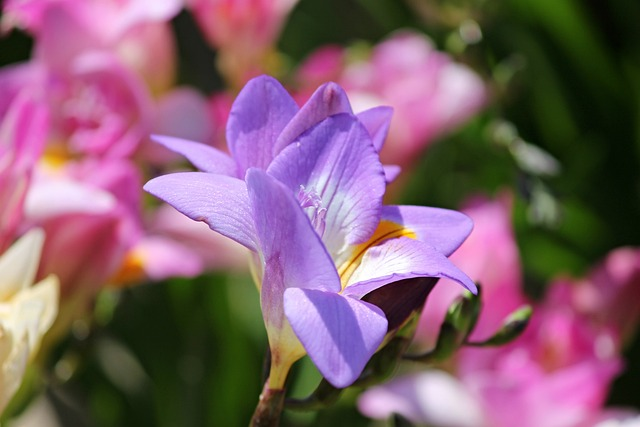 여름꽃 종류와 꽃말에 대해 알아보기